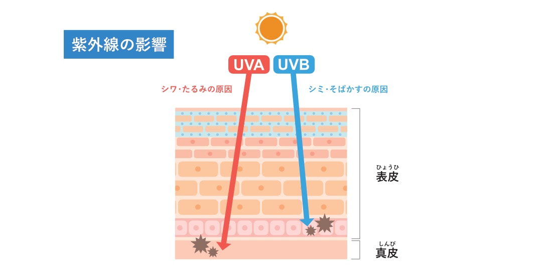 >紫外線の影響UVAUVB